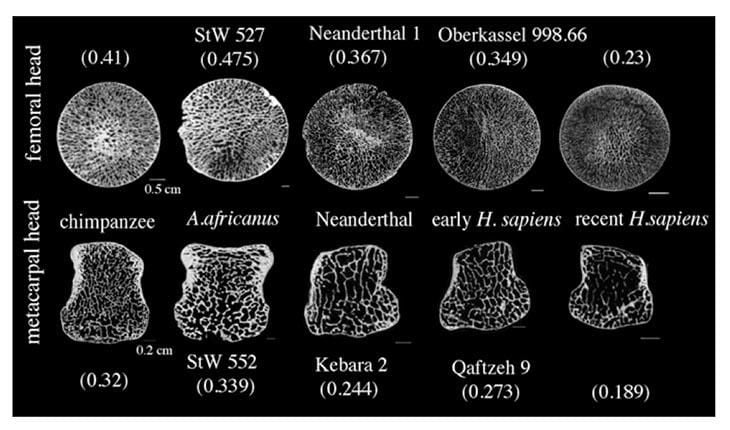 Switching to Farming Made Human Joint Bones Lighter