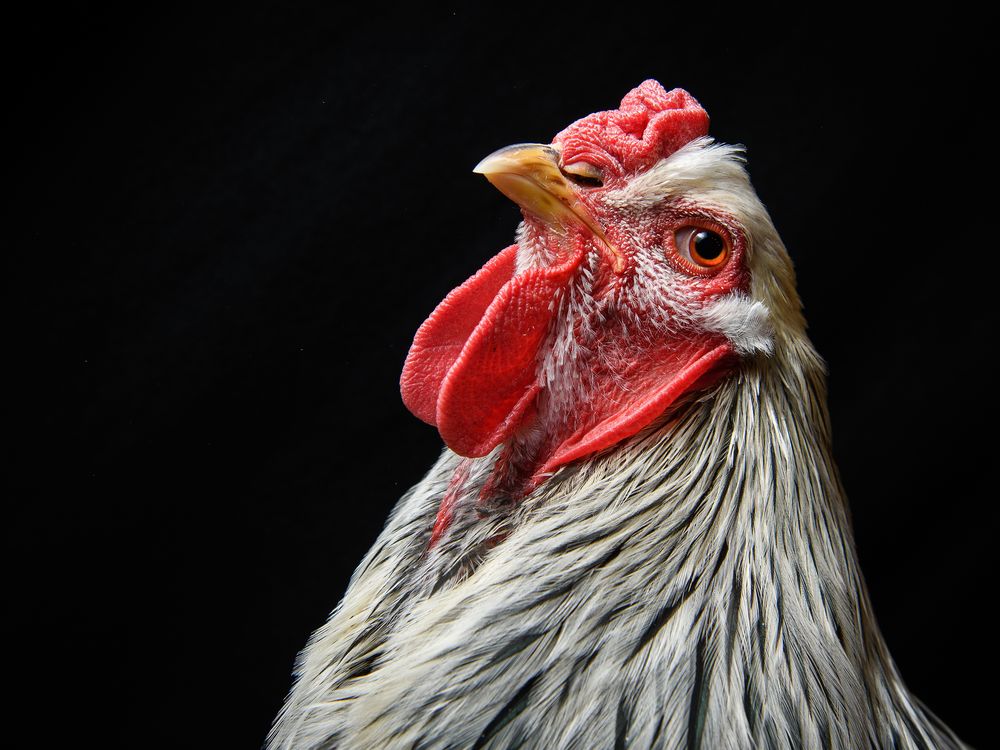 A photograph of a Brahma chicken