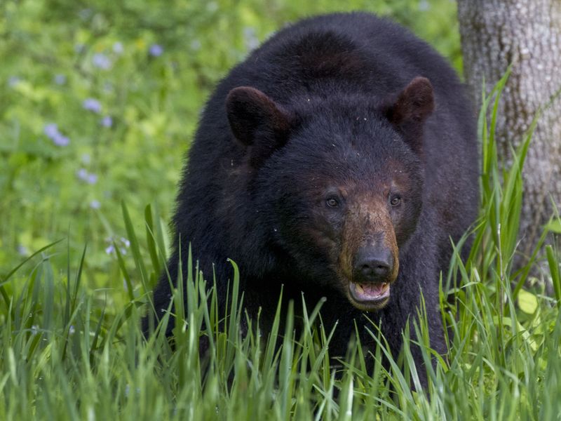 A Black Bear in the Mountains of Tennessee Smithsonian Photo Contest