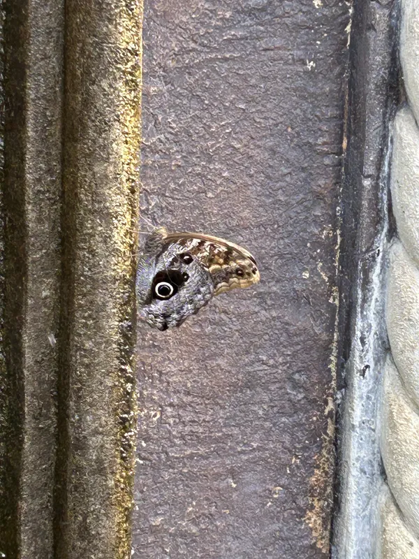 Butterfly on the fountain thumbnail