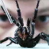 Australian Zoo Asks Residents to Capture the World’s Most Venomous Spider: the Deadly Sydney Funnel-Web icon