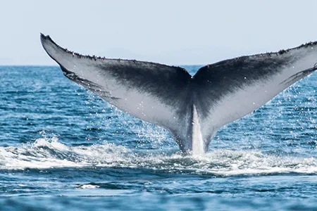 Blue whale earplugs can reveal some of these aquatic giants’ life events.