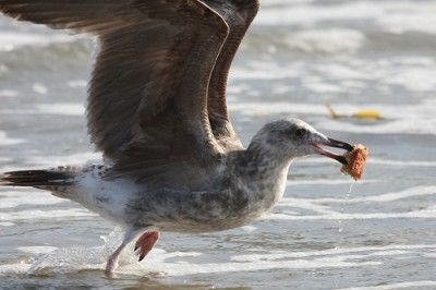 Don't Picnic on the Beach