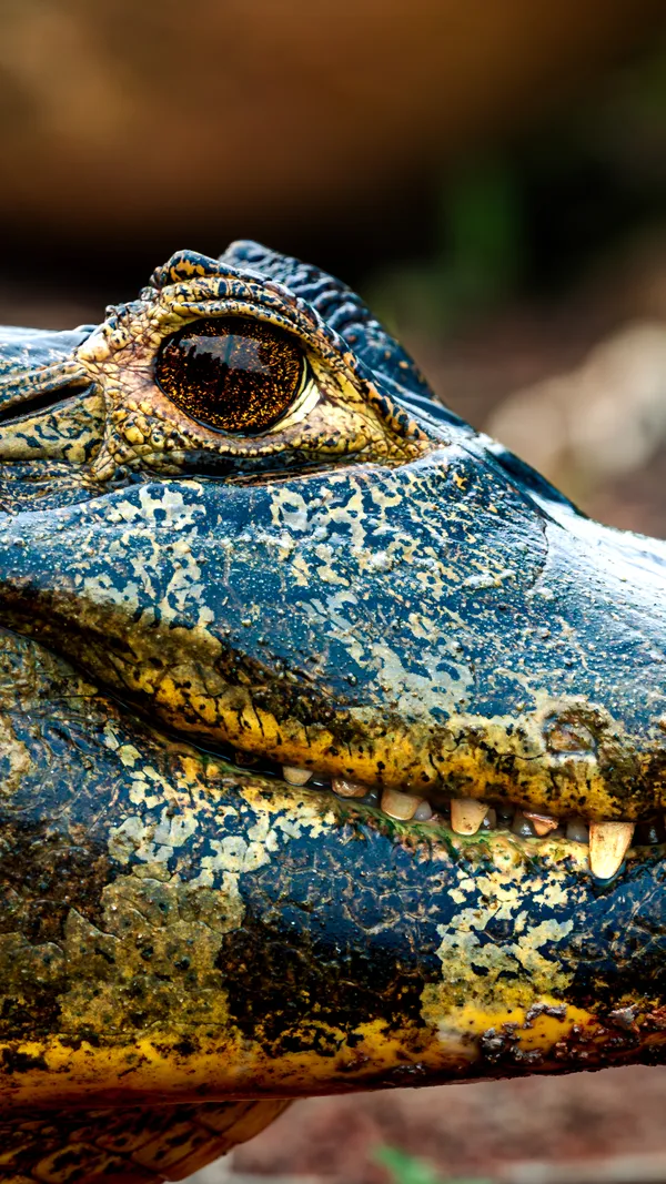 Eye of the Marsh thumbnail