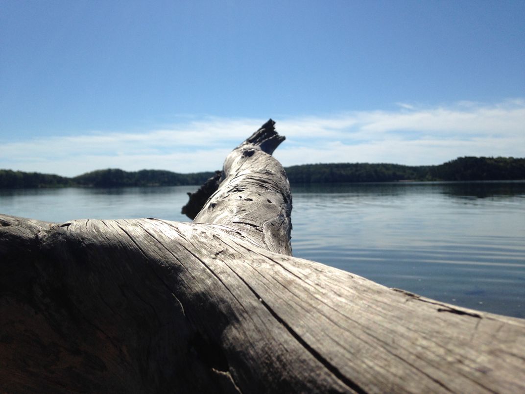 A tree that washed up on the shore of a lake in Nickerson State Park