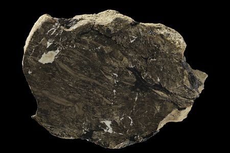 A circular rock is cut in half against a black background, revealing the plant material fossilized inside.