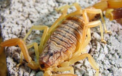 The deathstalker scorpion, a Middle East native shown here in captivity, kills several people each year and occasionally hammers its stinger into the hands of hobbyist collectors.