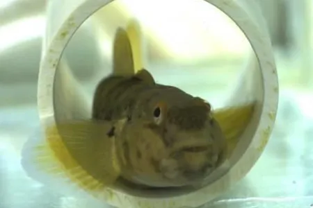 A round goby (Neogobius melanostomus) in a plastic pipe in the lab.
