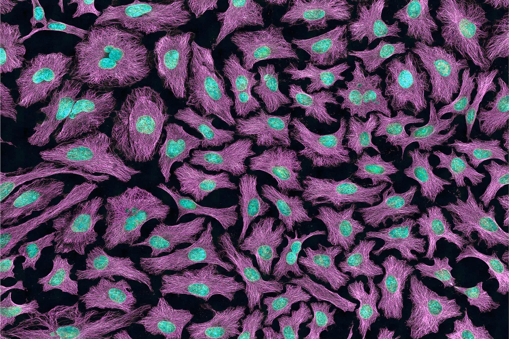 HeLa Cell