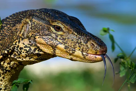 This monitor lizard is definitely not thinking of eating poisonous toads.