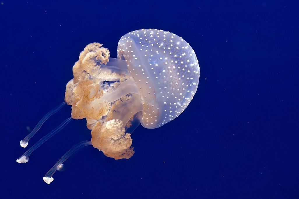 large spotted jellyfish with thick tentacles swimming in dark blue water