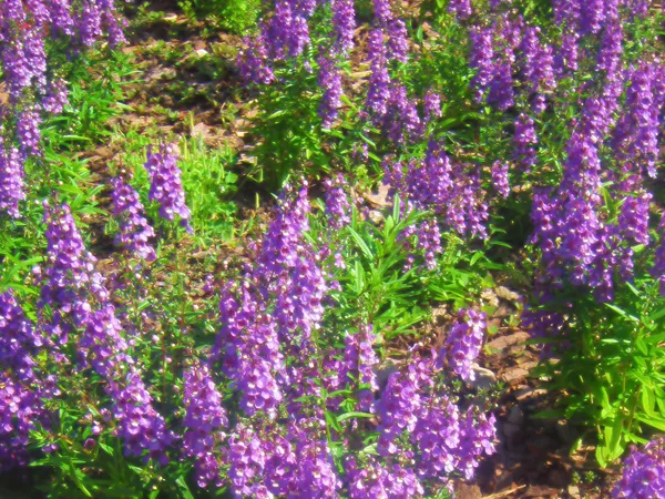 Italian  Fields  of  Lavender thumbnail