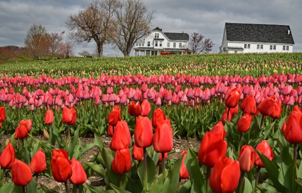 Colorful tulips blooming in Central Massachusetts thumbnail