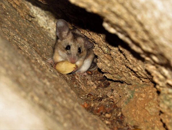 Pinon mouse eats a pistachio thumbnail