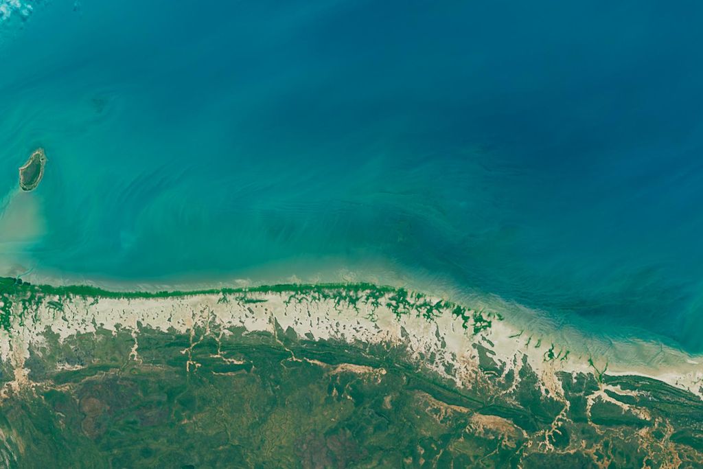 Mangroves