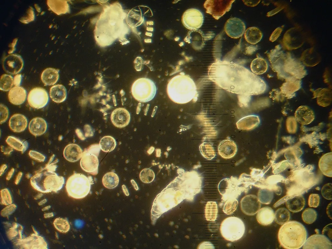 Phytoplankton and zooplankton in seawater.