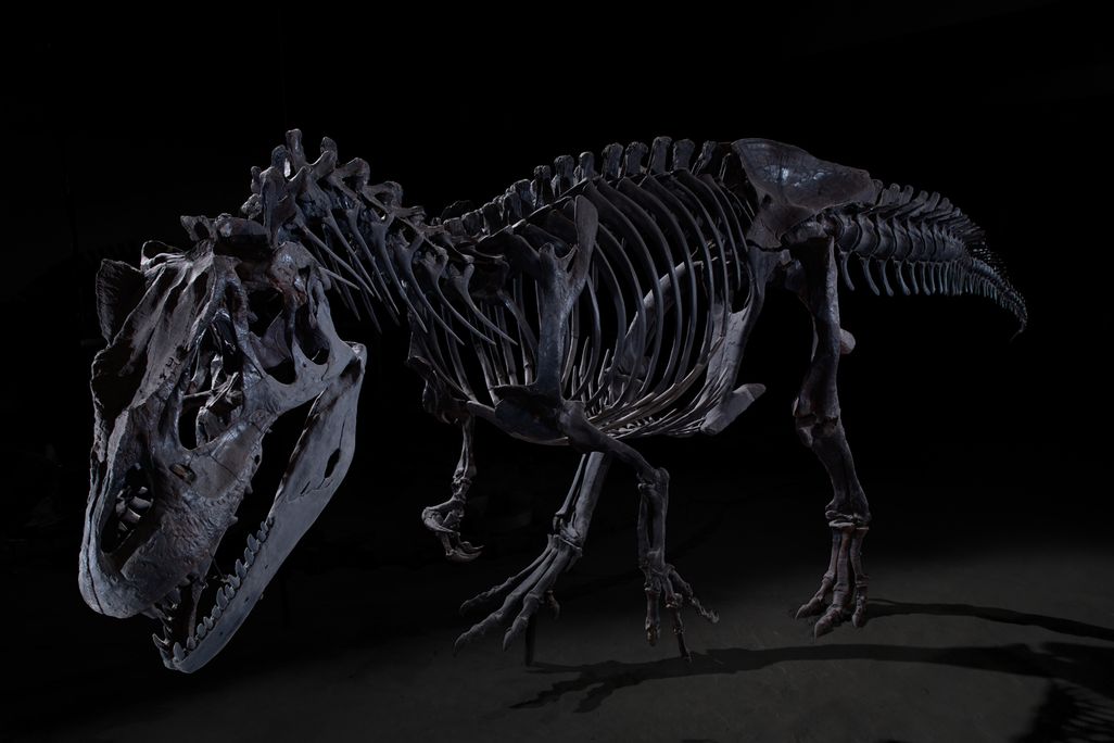 Allosaurus