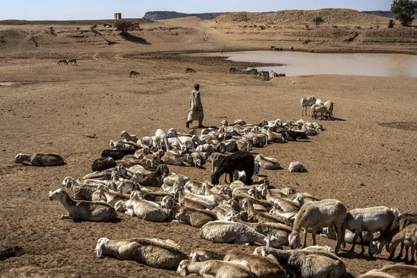 The Sudanese shepherd thumbnail