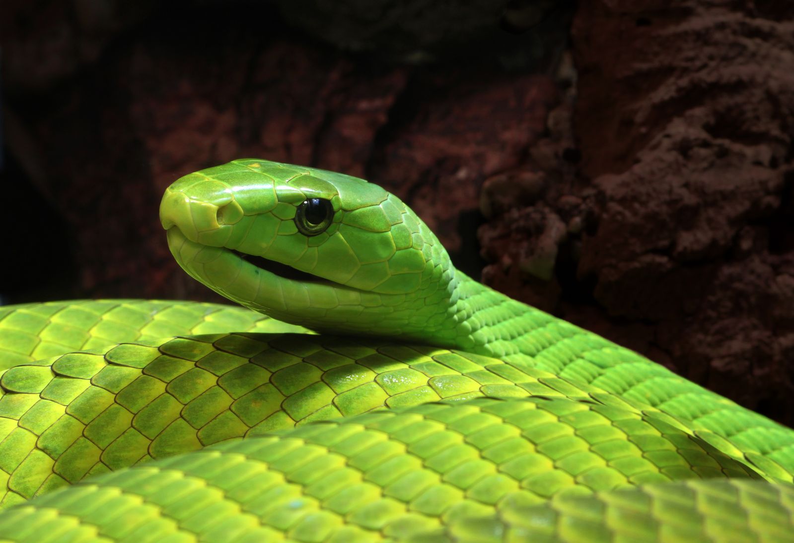 Researchers Create a New Antivenom That Can Combat Bites From 17 Snake Species, Trials in Mice Suggest