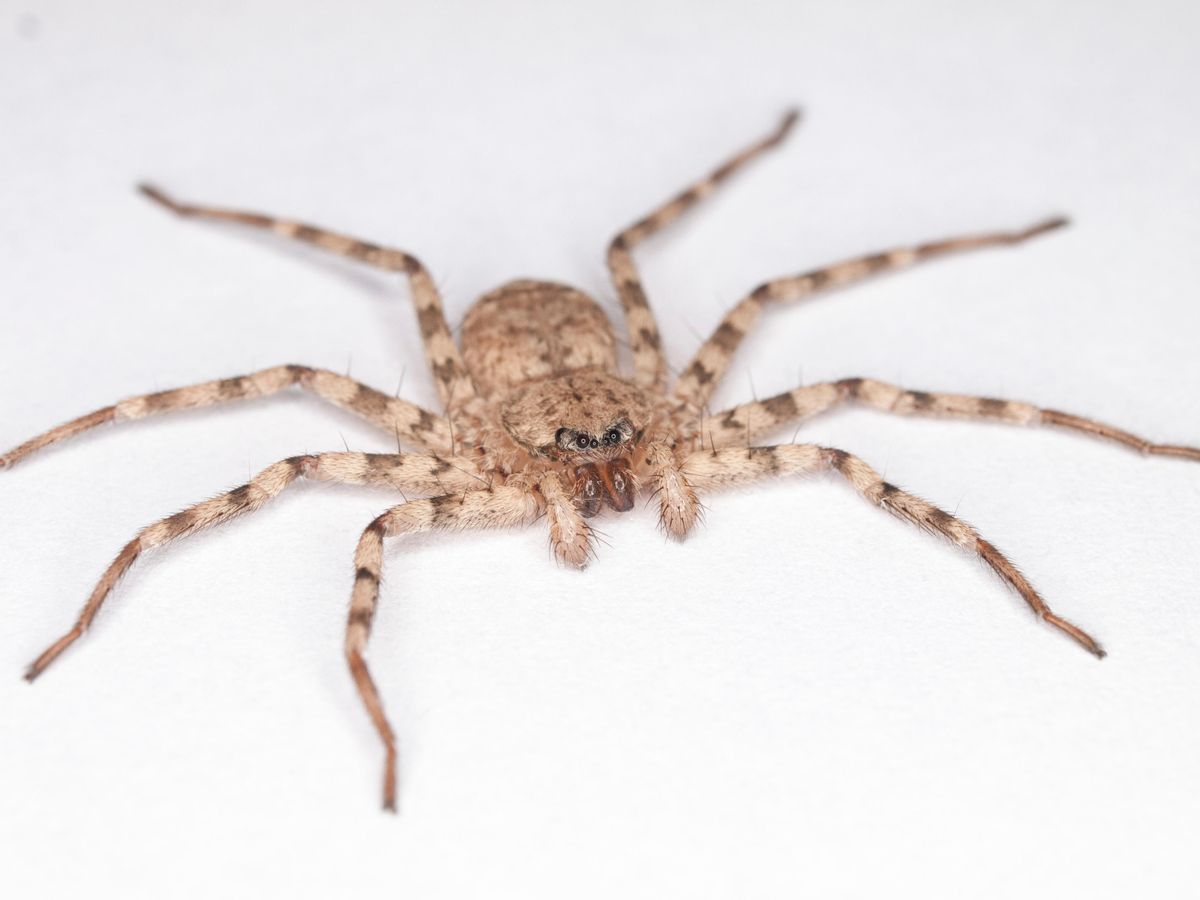 1/f spider 【公式通販】