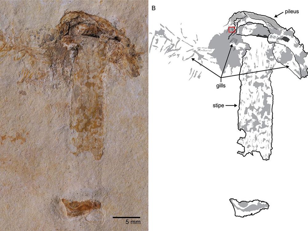 Musrhoom fossil.jpg