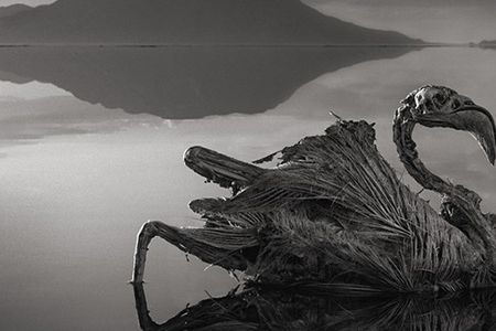 A calcified flamingo, preserved by the highly basic waters of Tanzania’s Lake Natron and photographed by Nick Brandt