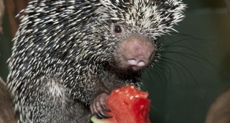 Come see animals like this porcupine at mealtime.