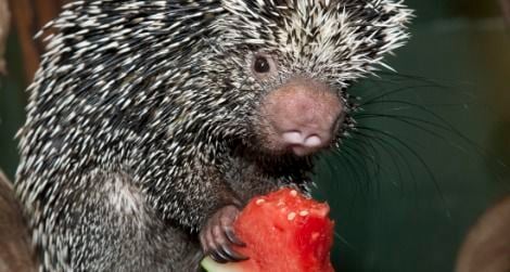 Come see animals like this porcupine at mealtime.