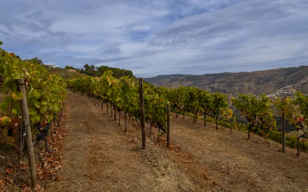 Wine Harvest thumbnail