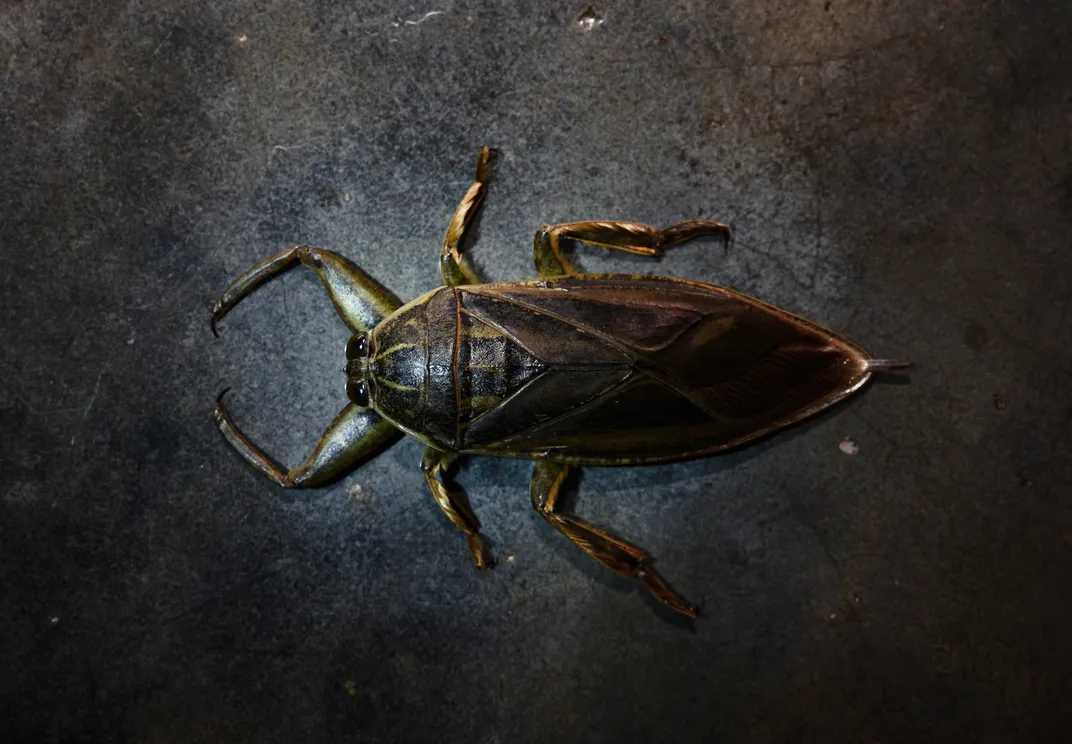 Giant water bug