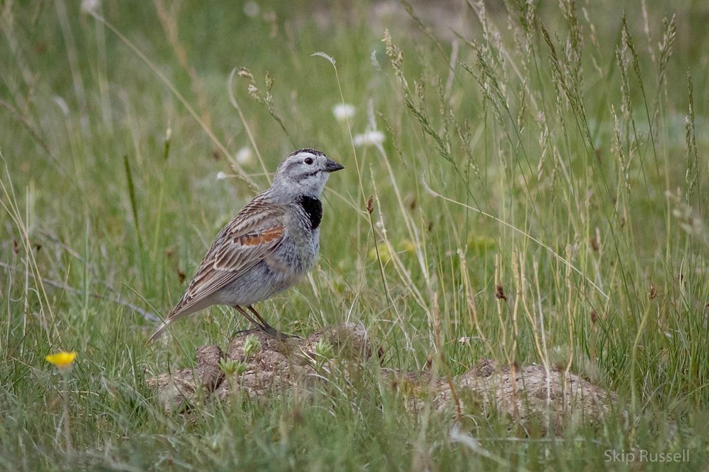 Small brownish bird against a backdrop of prairie grass