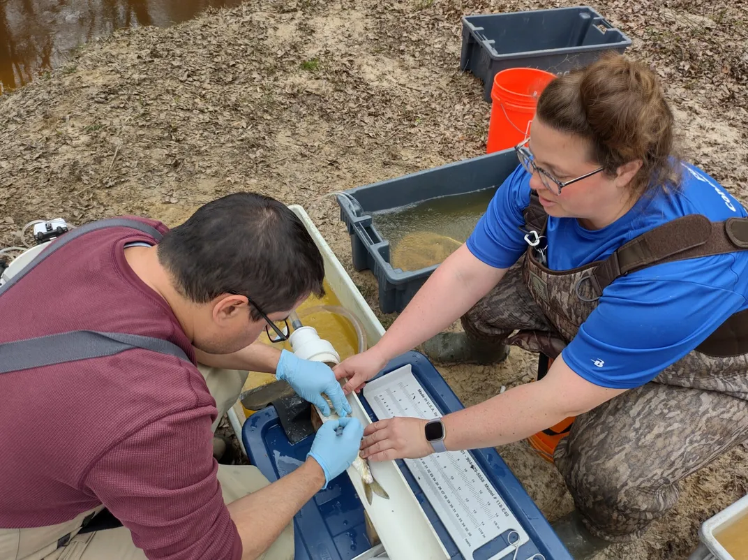 Two scientists in waders sit on the ground with a small fish on a tray between them. They are surrounded by water-filled crates.