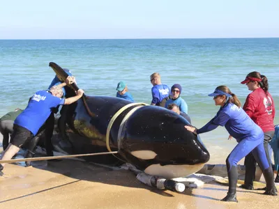 The female whale was found stranded in January on a beach near Palm Coast, Florida.