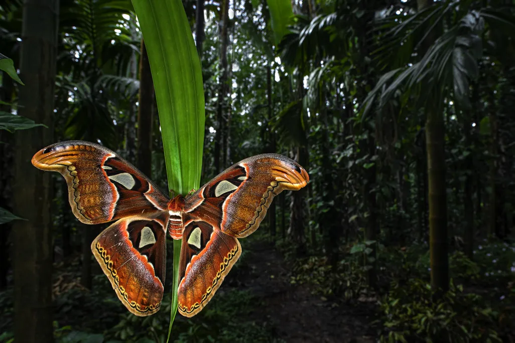 Atlas moth on a long leaf