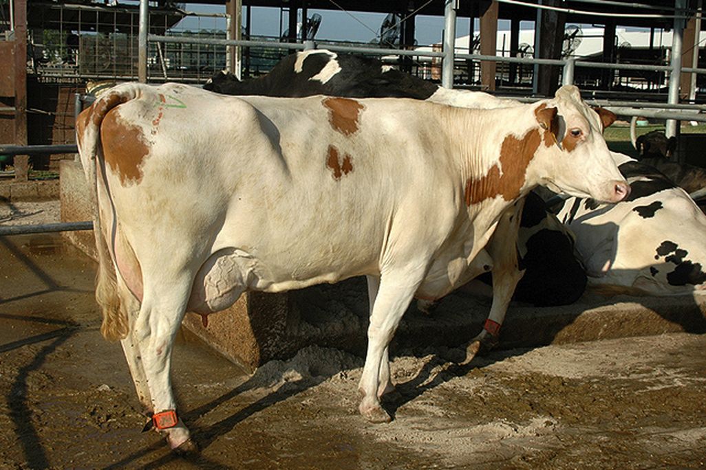 A white-and-brown cow with short hair stands on dirt