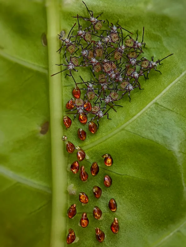 Nymphs and Nature: A Close-Up Journey thumbnail