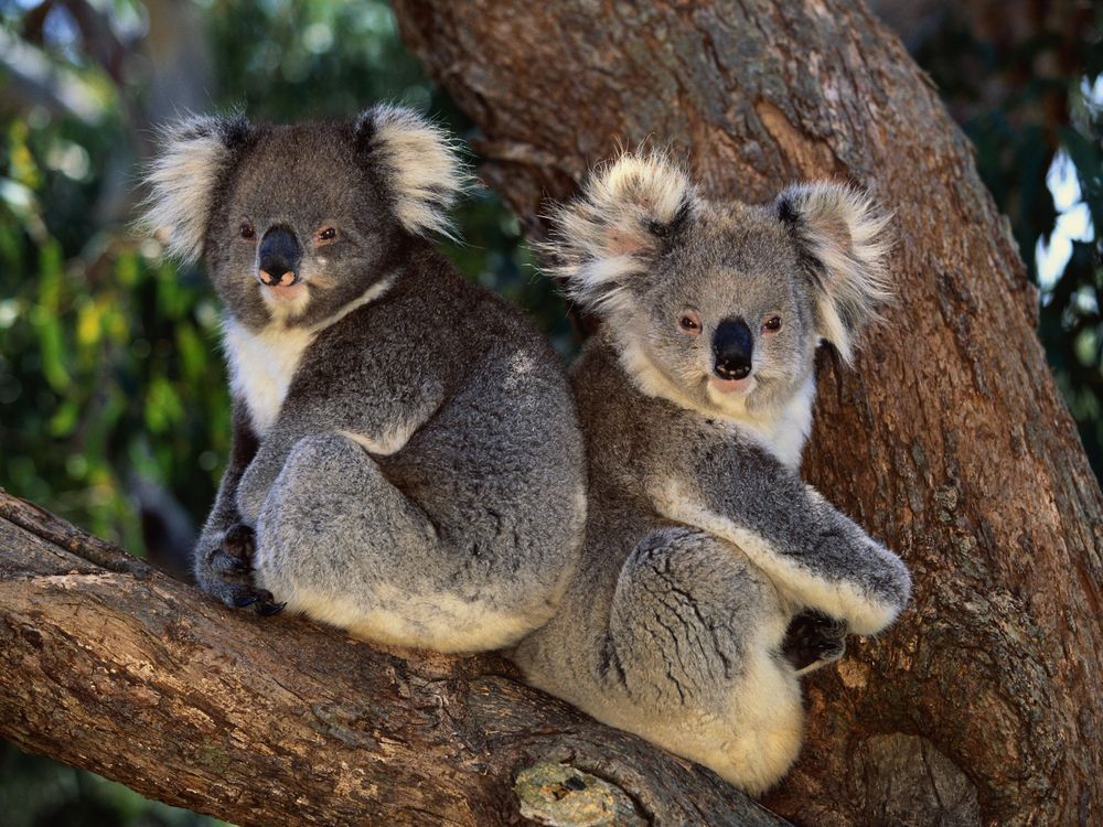 Two koalas in a tree