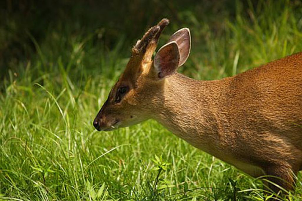 20110520083108fangeddeer_resized.jpg