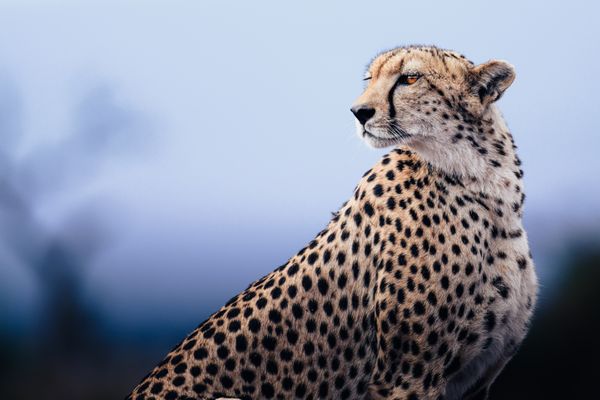 Cheetah thumbnail