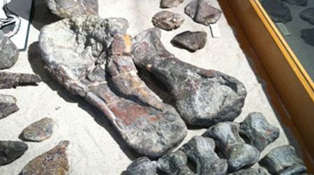 The nearly-complete hindlimb of the armored dinosaur Peloroplites on display at the CEU Prehistoric Museum.