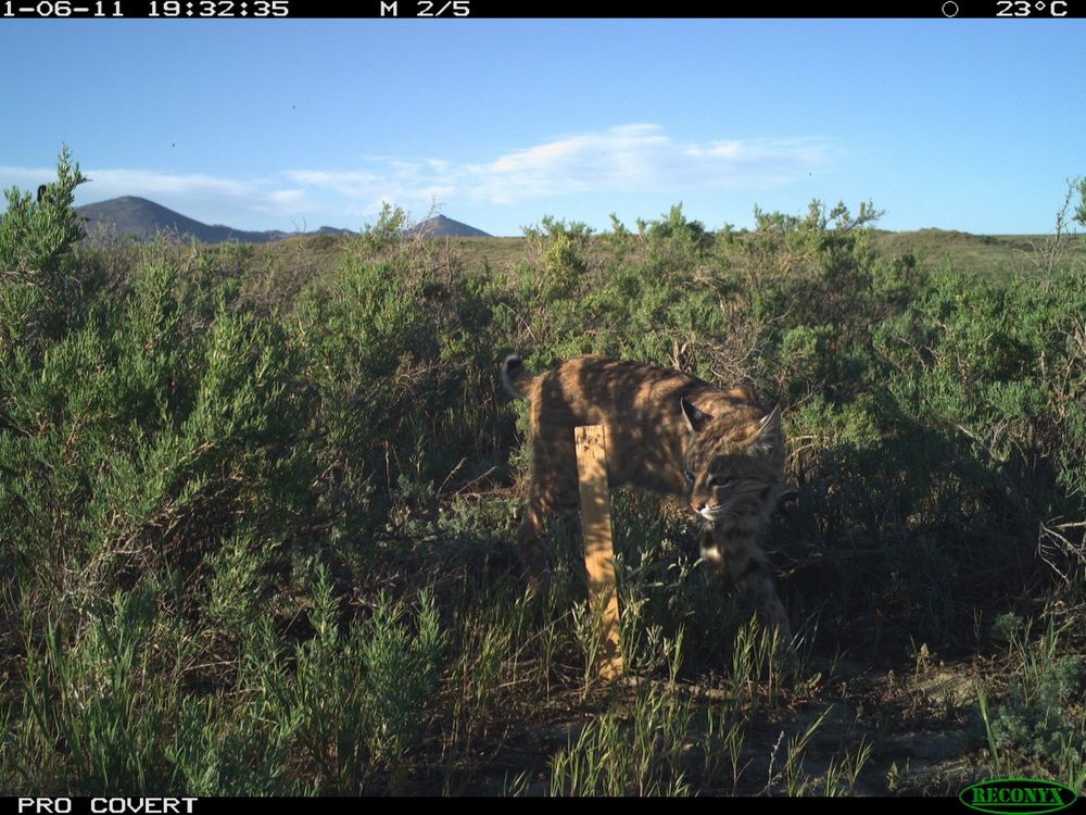 Bobcat caught on camera trap walking through brush and scrub on Montana's grasslands