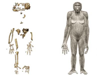 Ardipithecus ramidus life appearance and bones
