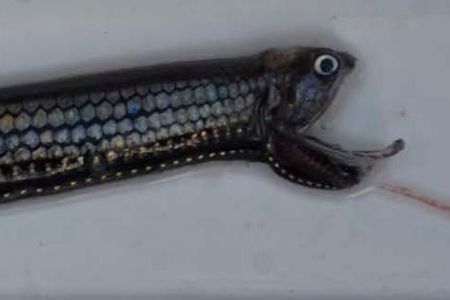 A black-belly dragonfish is just one of the small fish living in the mesopelagic zone 660 to 3300 feet below the surface of the ocean.