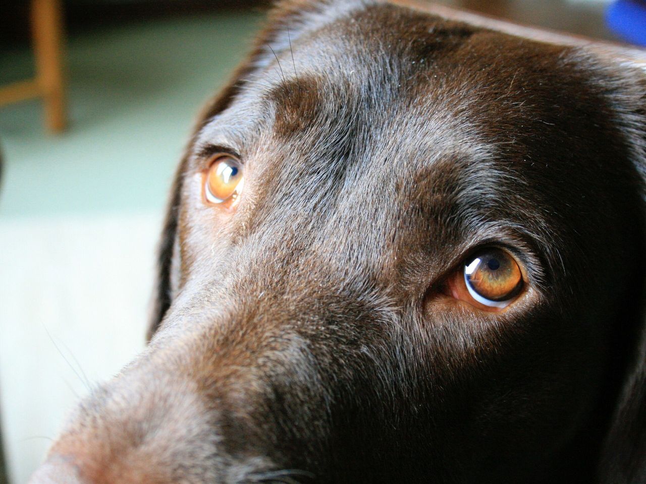 Droopy Eyes In Dogs - Infoupdate.org