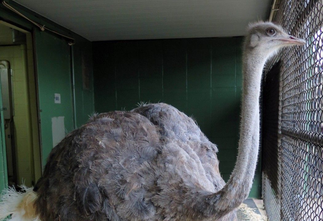 Meet Linda the Ostrich, the National Zoo's Newest Animal Ambassador | Smart  News| Smithsonian Magazine