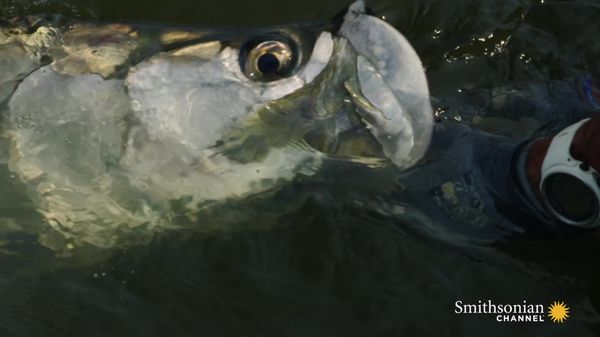 Preview thumbnail for An Intense Struggle to Catch a Giant West African Tarpon