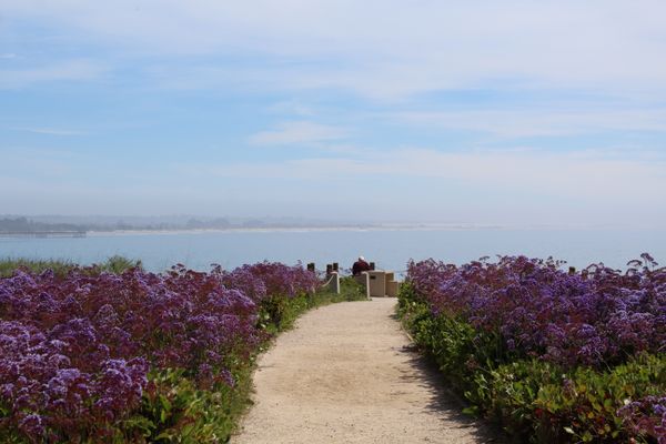 Stop and Enjoy the Flowers thumbnail