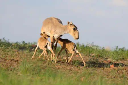 Saiga antelope with two calves at the Black Earth Nature Reserve in Kalmykia, Russia
