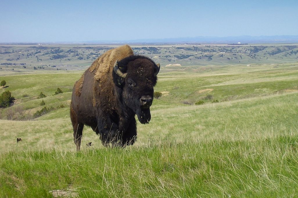 Bison