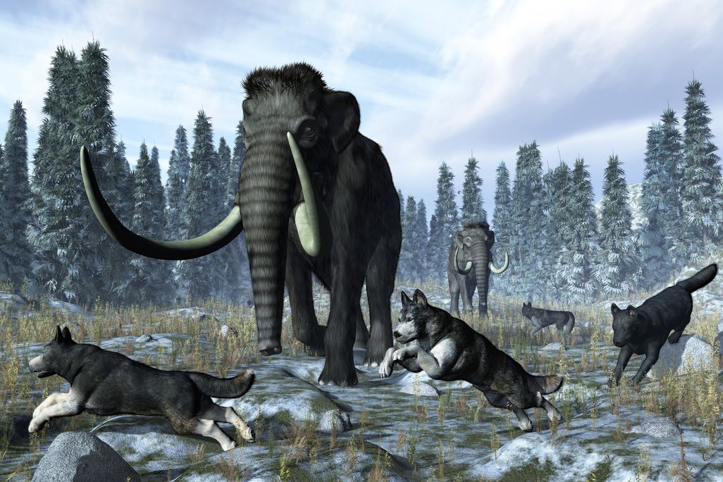 Dogs and Mammoths